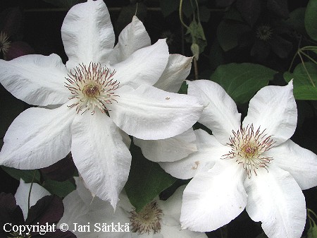 Clematis Lanuginosa-Ryhmä 'Valge Daam'